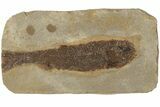 Jurassic Fossil Fish (Hulettia) - Wyoming #189077-1